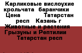 Карликовые вислоухие крольчата (баранчики) › Цена ­ 1 500 - Татарстан респ., Казань г. Животные и растения » Грызуны и Рептилии   . Татарстан респ.